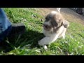Havapoo dogs for sale: Patches - Video 1