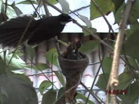 Saptarshi Sharma 's video