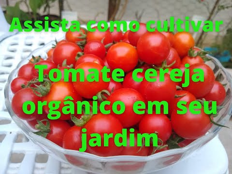, title : 'Plante tomate cereja orgânico em seu jardim'
