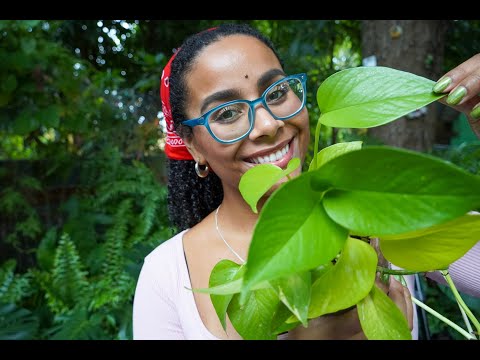 Propagating my Neon Pothos in LECA