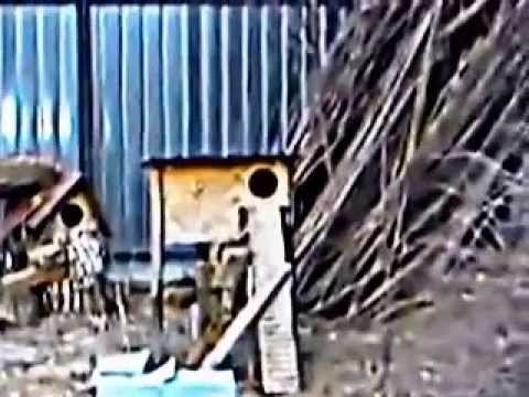 Feketegyarmat ! Szepmadarak !