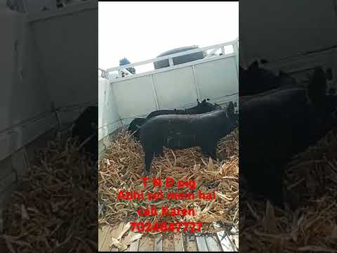 pig sel mein h TND ka 40 kg se 45 kg ka h