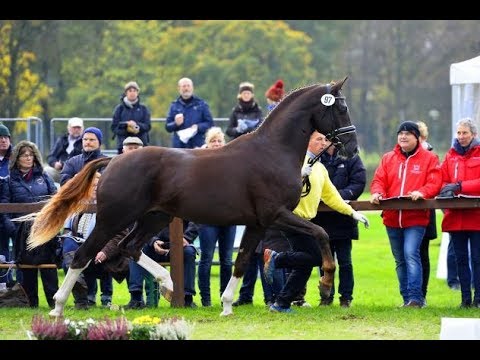 Im Stall mit: Nechristo