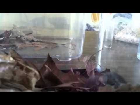 White footed mouse 2