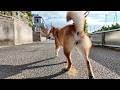 cute shiba shaking his butt on a walk