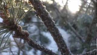 Tracey Thorn - Sister Winter