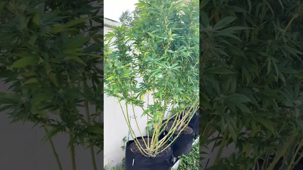 My outside grow 9/12/25 what do you think? #harvest #relatable  #cannabiseducation #growing #fyp