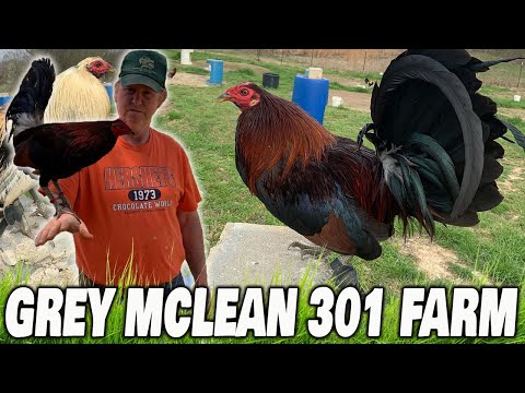 MISSISSIPPI 301 FARM - Beautiful Birds McLean Hatch Kelso Grey