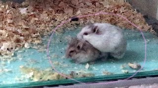 Hidden Cam Hamster love