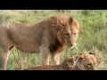 iCare2: Help Save African Lions With The Los ...