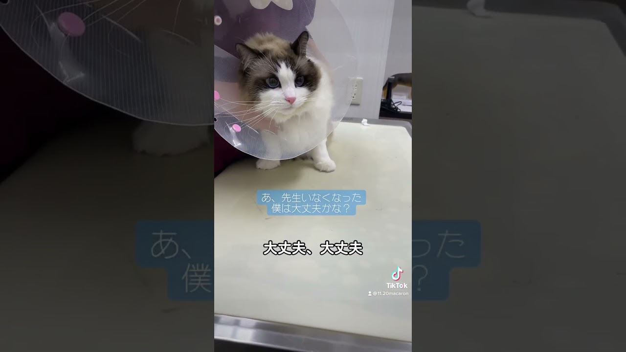 日本語わかってそう笑#マカロンdaily #ラグドール #布偶猫 #猫 #ragdolls #cat #可愛い