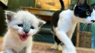 Mother Cat DOESN'T CARE For Newborn Kitten