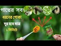 সম্পূর্ণ ঘরোয়া পদ্ধতিতে গাছের সব ধর�