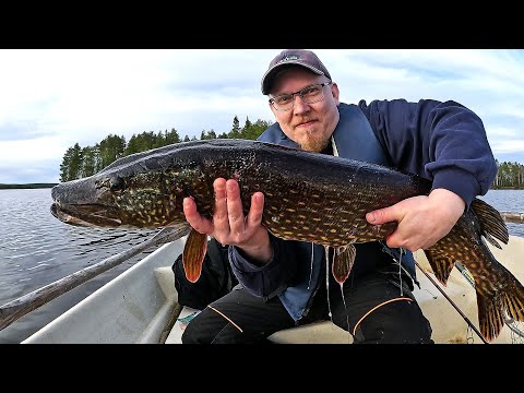 ISO HAUKI JIGAAMALLA! + KUULUMISET KASVIHUONEELTA