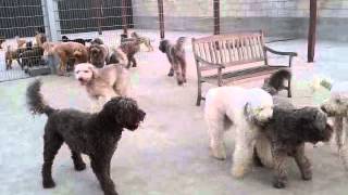 Doodle Resort Dog's Paradise Mike, Cooper en Dirk 24 juli