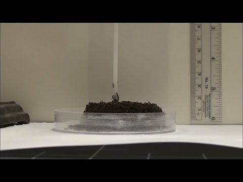 Ant Tower Video