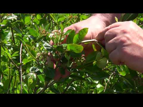 Izazovi proizvodnje aronije - Zlatno klasje #214