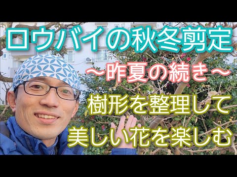 春にディプラデニアを剪定するにはどうすればよいですか？花を美しく保つためのヒントをご紹介します  庭園