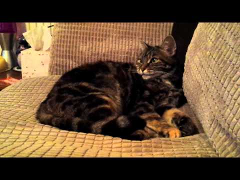 Keisha watching secret life of cats