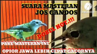 Download lagu SUARA BURUNG ‼️ PANCINGAN OPIOR JAWA MALAS BUNYI SUPER HOT@KICAU_CHANEL24 mp3
