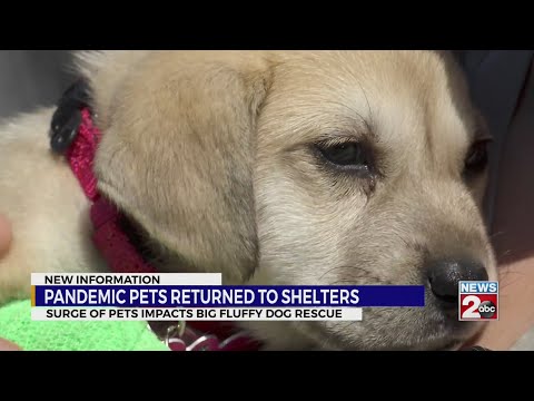 Pandemic pets returned to shelters