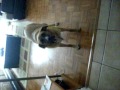 Barking Dog In The House Going Nuts