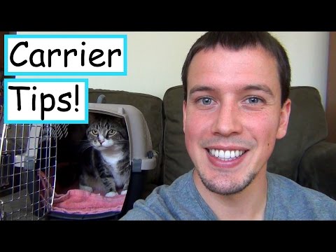 Getting Your Cat In the Carrier Without The Stress!