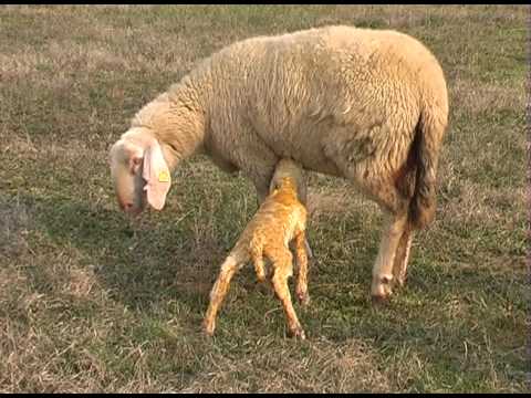 IL VERO BUON PASTORE : ATTENTI AI LADRI ED AI BRIGANTI