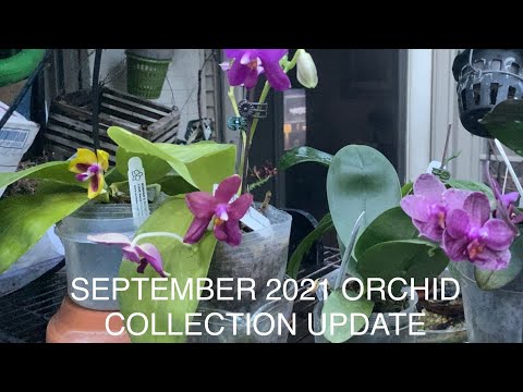 September 2021 ORCHID COLLECTION UPDATE