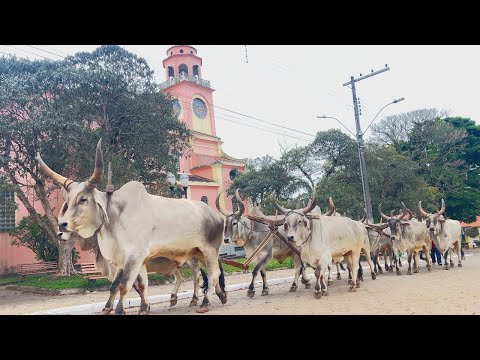 Carros de boi ,cantando e encantando nas ruas de São Sebastião do rio verde mg 2026 