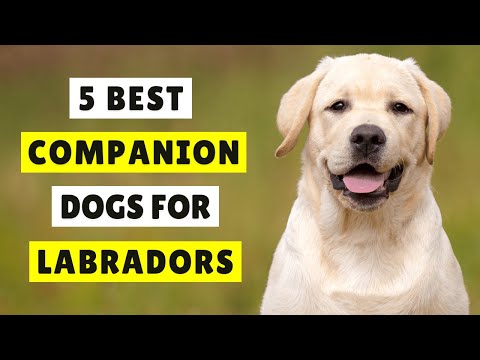 5 Best Companion Dogs For Labradors