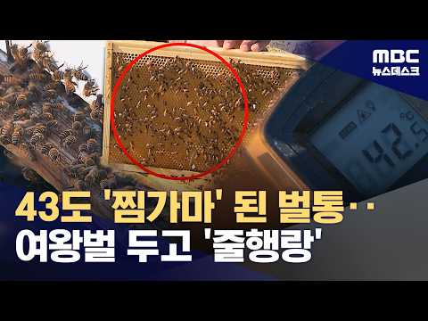 폭염에 벌통 온도 43도! 꿀벌이 사라지고 있어요