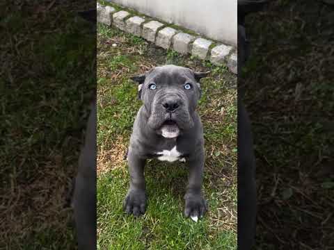 Cane corso puppies #puppy #canecorso  #dog #dogbreed