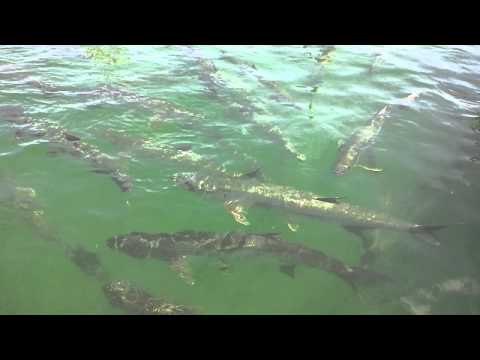 video-2011-09-13-13-11-31.mp4