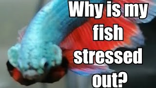 Why your fish is GLASS SURFING and how to cure it fast!