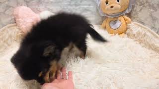 ハーフ犬の動画01