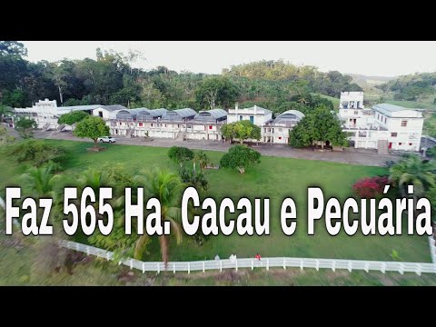 Fazenda Cinematográfica de 565 Hectares. Alta produtividade, cacau e gado.