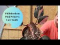 Philodendron Pink Princess Care