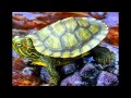 Mr turtle song for children HD 