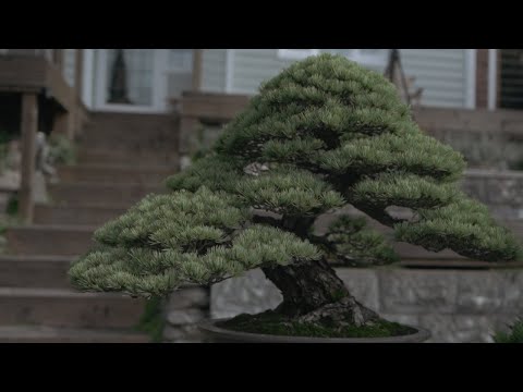 Beautiful Bonsai Garden Tour of Warren Radford