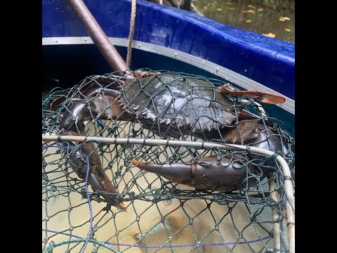 Mud Crab Catch and Cook 6 ✅ |4K| |Mud Crab in Australia  | Mud Crab Hunting | Mud Crab Farming