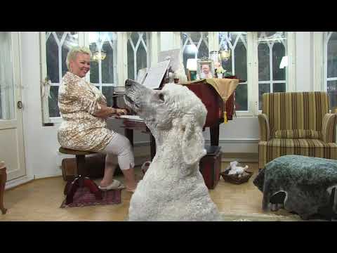 Johanna Rusanen-Kartano ja Carlos-koira laulavat dueton