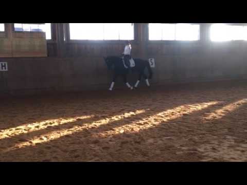 4jährige Stute von Bretton Woods