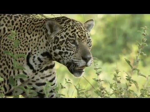 Schutz Korridor für Jaguar