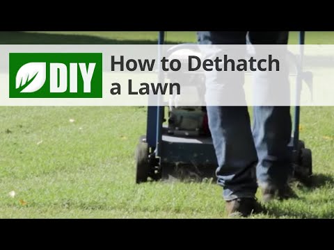  How to Dethatch a Lawn - Dethatching Tips Video 