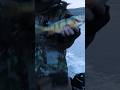 Video Thumbnail for Jumbo Perch 4 Life