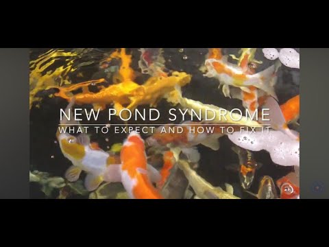 New pond syndrome - What to Expect and How to Fix it - introduction