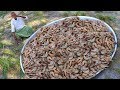 Shrimp Fried Rice Yummy Shrimp Fried Rice For 100 Children Prawn Fried Rice By Grandpa