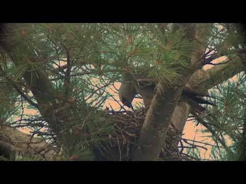 Mississippi Kite Nest, Durham, NH, July 21, 2019