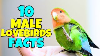 Download lagu Burung Lovebird Jantan: 5 Fakta yang Akan Membuat Anda Terkagum-kagum ✨ mp3